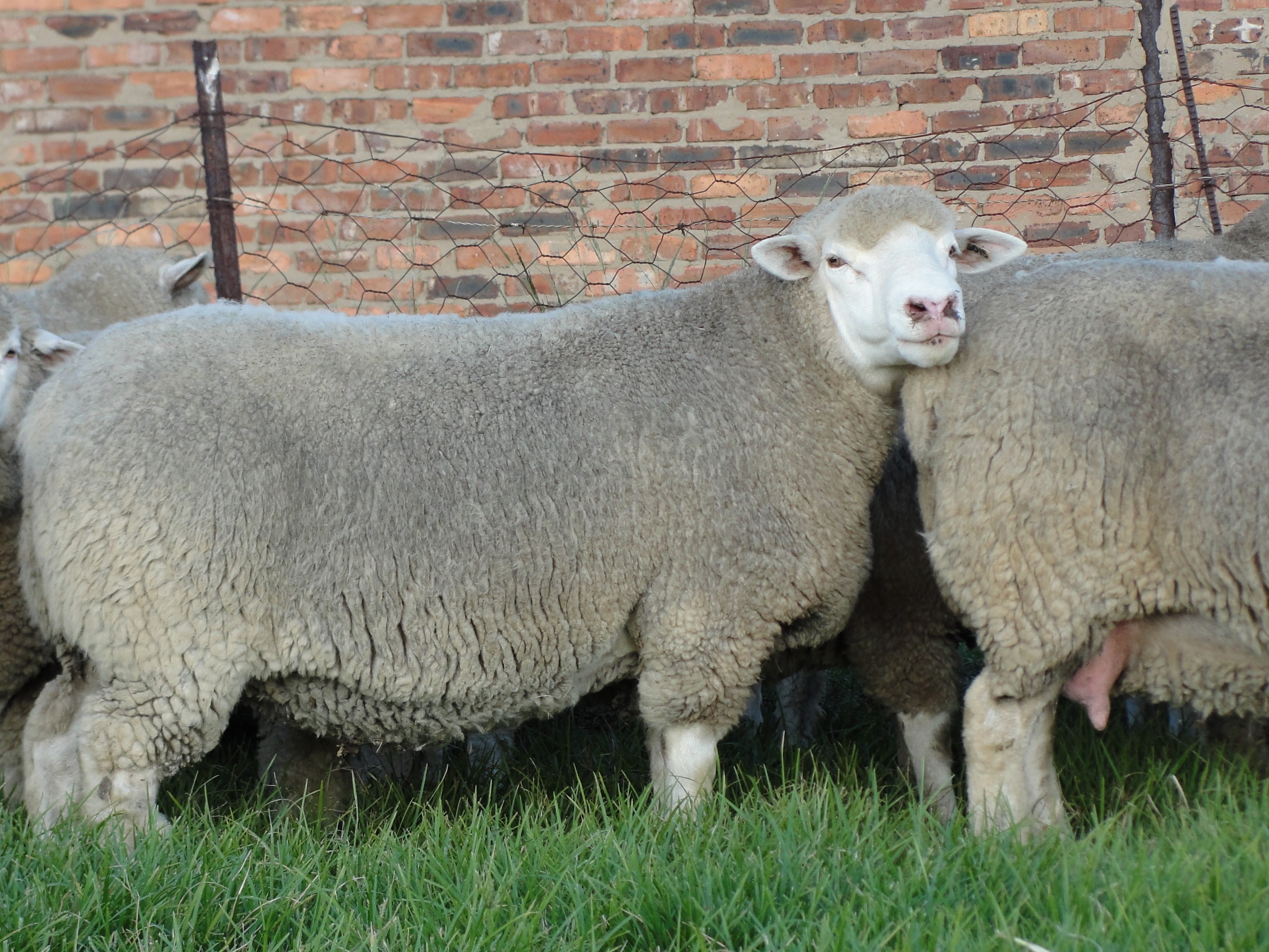 Ewes - Apart from auctions, stud as well as commercial ewes are also available from time to time.